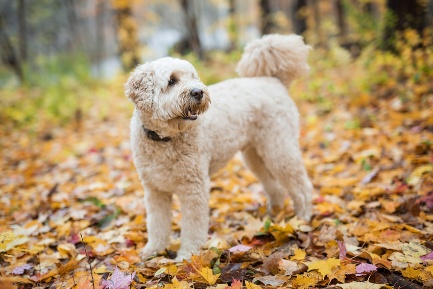 Happy goldendoodle dog outside in autumn season. Happy goldendoodle dog outside in autumn season - © pololia - Fotolia.com