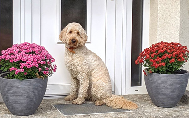 Doodle Hund - Doodle Hunderassen - Doodle Hund & Doodle Hunderassen Doodle Hund - Doodle Hunderassen - Doodle Hund & Doodle Hunderassen